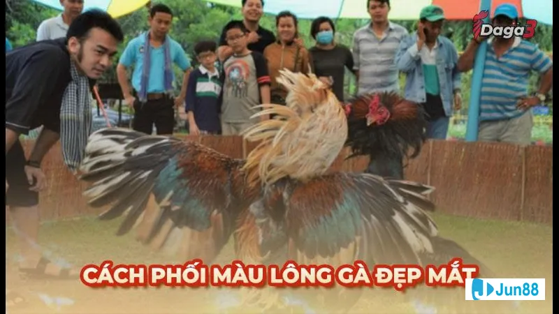 Phối màu lông gà hiệu quả