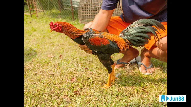 Gà mồng trà đậm màu với bộ lông